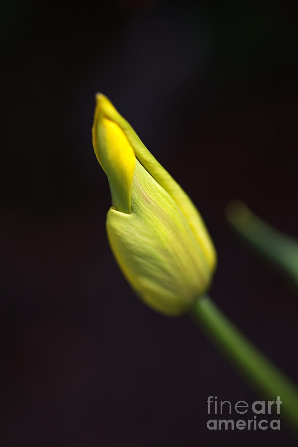 Tulip Bud In Yellow Photograph by Joy Watson