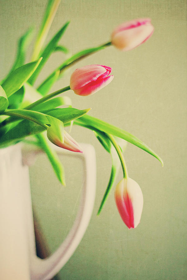 Tulip Buds In White Vase Photograph by Isabelle Lafrance Photography