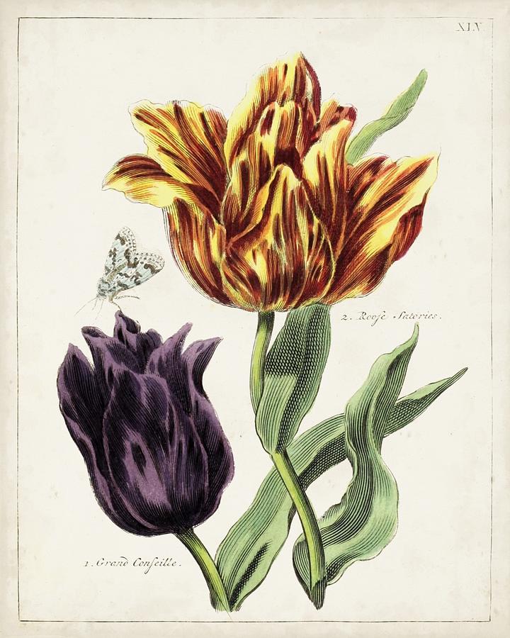 Tulip Classics IIi Painting by Unknown - Fine Art America