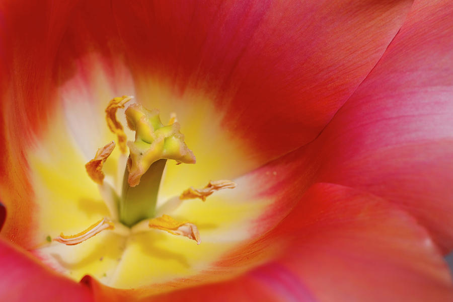 Tulip, Close-up Photograph by James Gritz