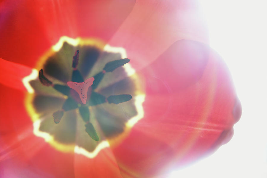 Tulip, Close-up, Overhead View Photograph by Roine Magnusson