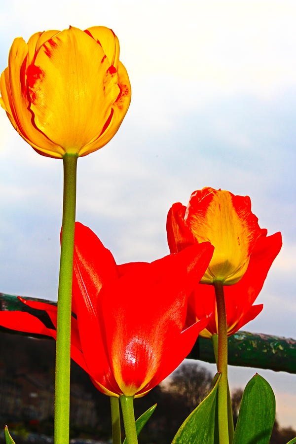 Tulip Dream Photograph by Loretta S