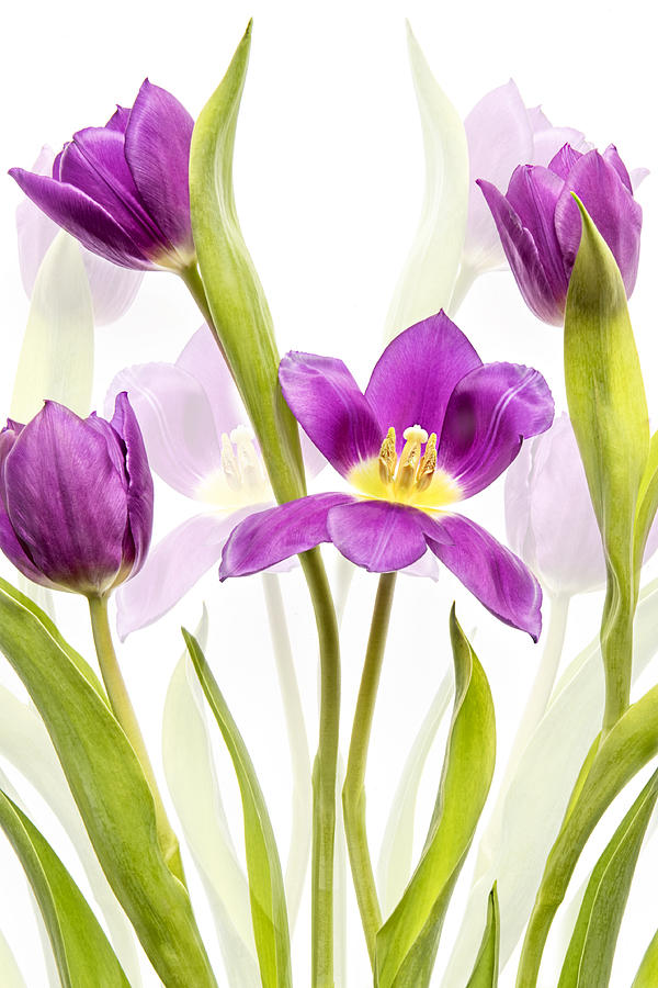 Flower Photograph - Tulip Dreams by Jacky Parker