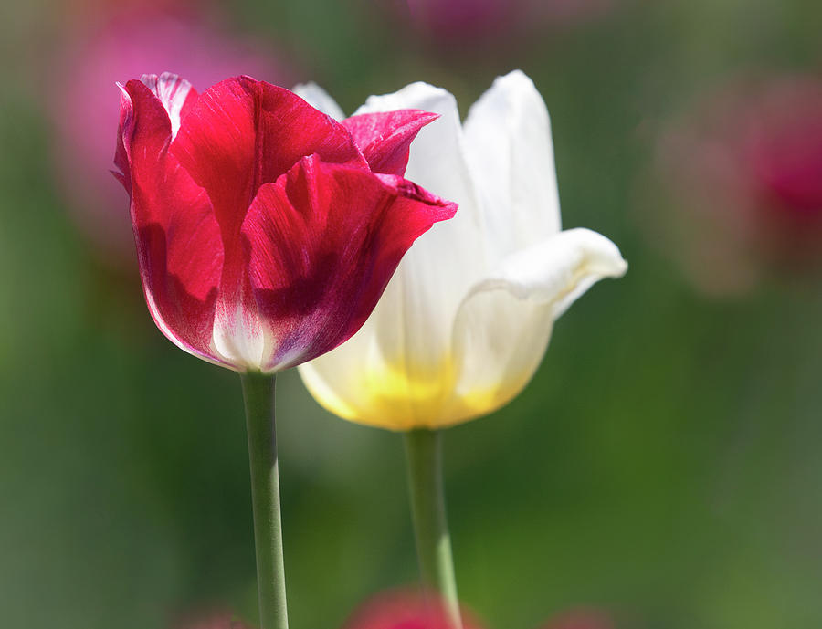 Tulip Duo Photograph by Art Cole