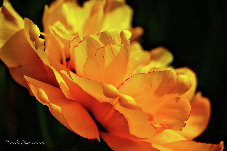Flower Photograph - Tulip Exposed by Kathi Isserman