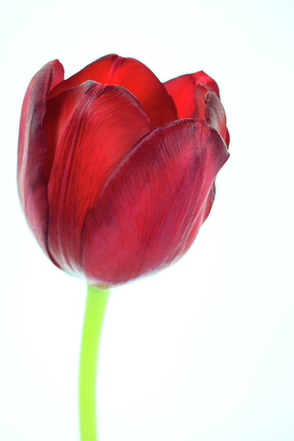 Tulip Exterior Photograph by Brad Rickerby
