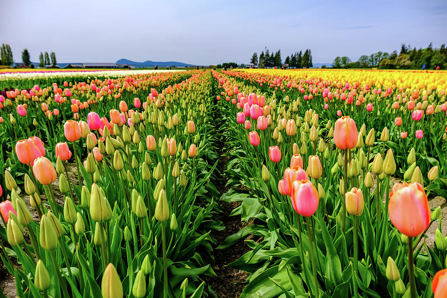 Tulip Farm 01 Photograph by Peter Zicherman - Fine Art America