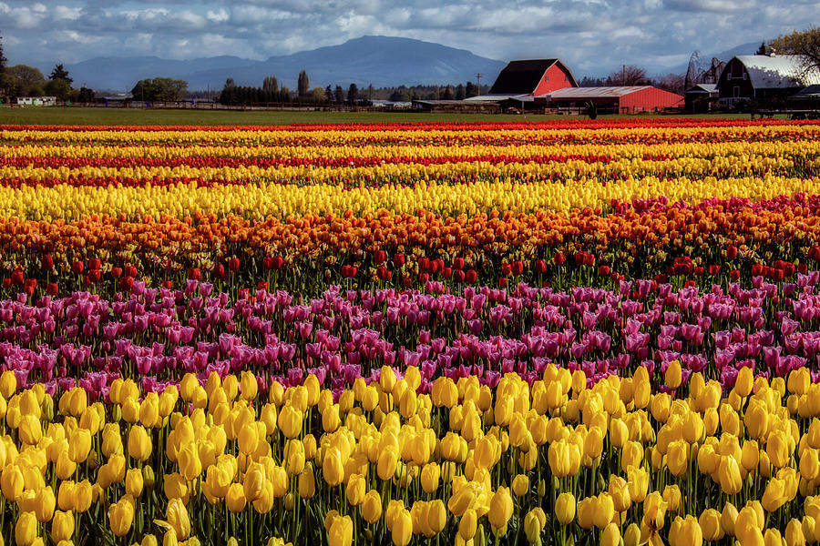 Tulip Farm Photograph by Garry Gay