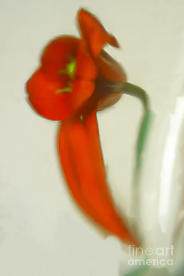Tulip Fever # 9. Photograph