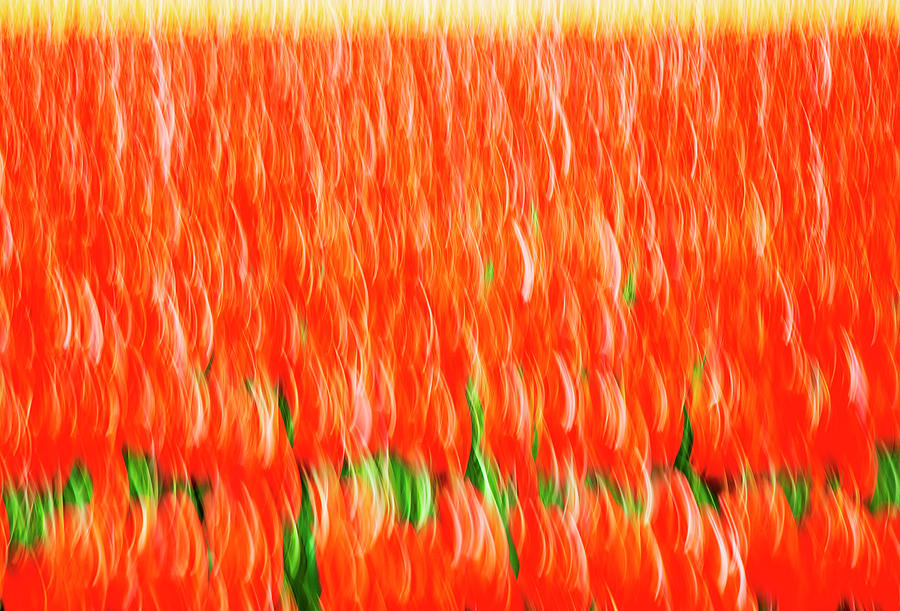 Tulip Field Abstract 2 Photograph by Elvira Butler
