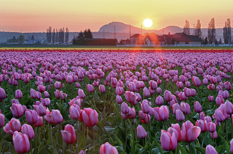 Sunset Photograph - Tulip Field At Sunset by Davidnguyenphotos