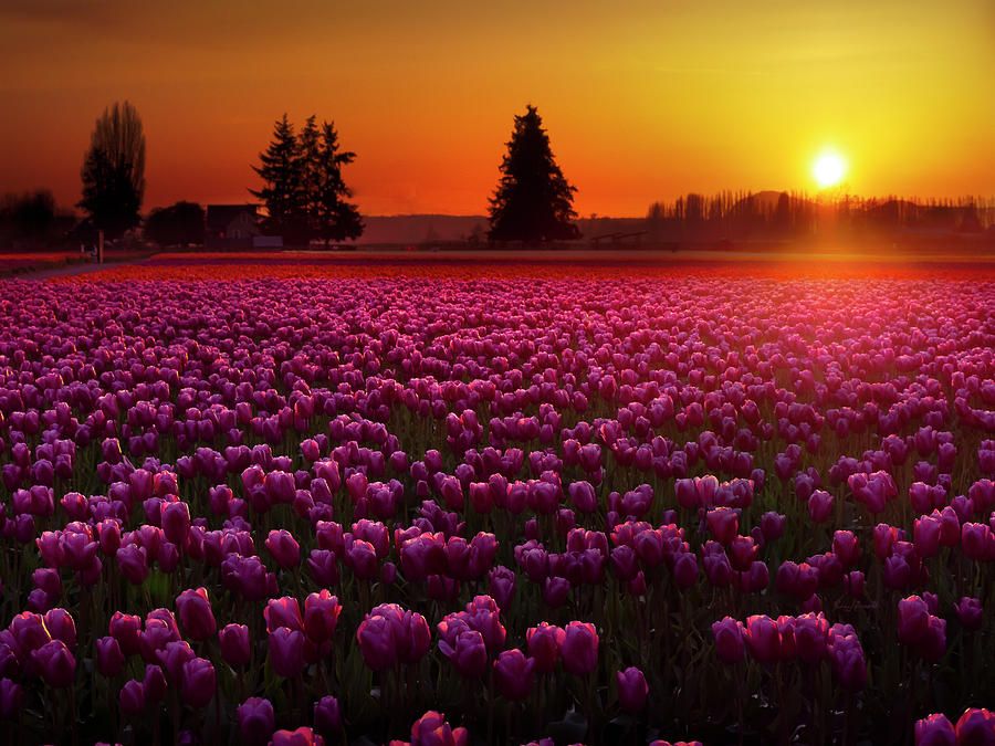 Tulip Field At Sunset Photograph