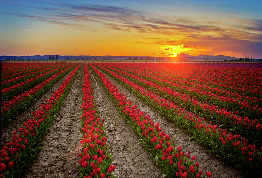 Tulip Field Photograph by Scott King