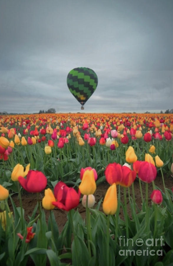Tulip field  Photograph by Steve Triplett