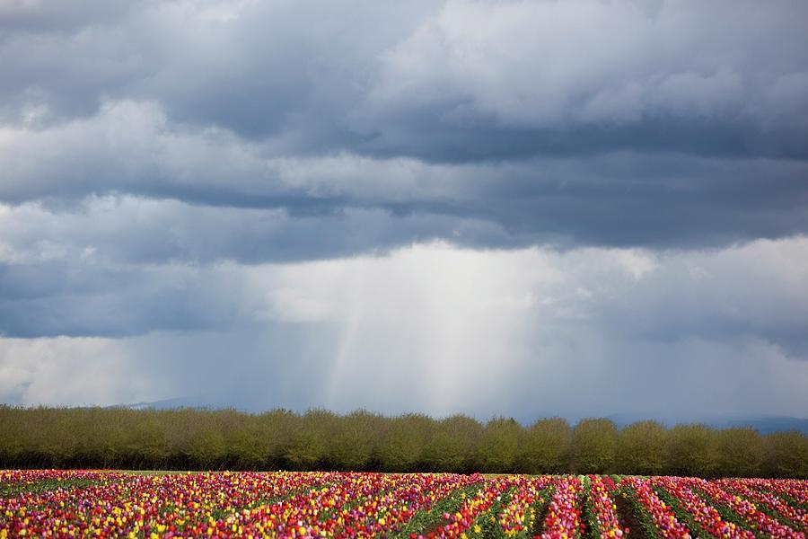 Tulip Field Under Storm Clouds Photograph by Design Pics / Craig Tuttle