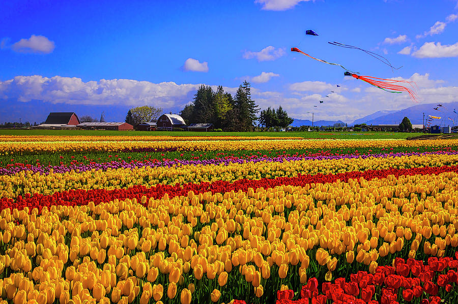 Tulip Fields And Kites Photograph by Garry Gay