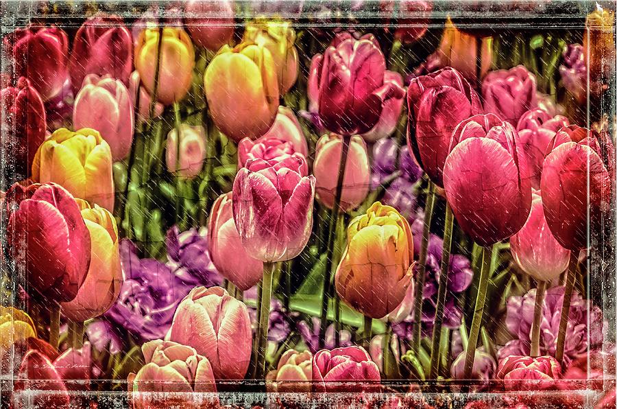 Flower Digital Art - Tulip Fields by Darlene Freas