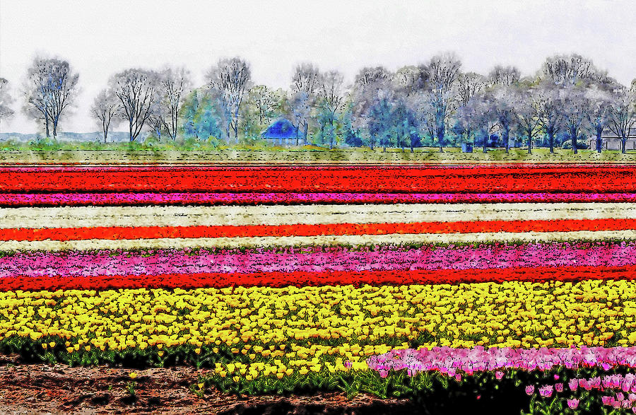 Tulip fields watercolor drawing Drawing by Hasan Ahmed - Pixels