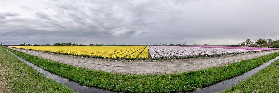 Tulip fields Photograph by Wolfgang Stocker