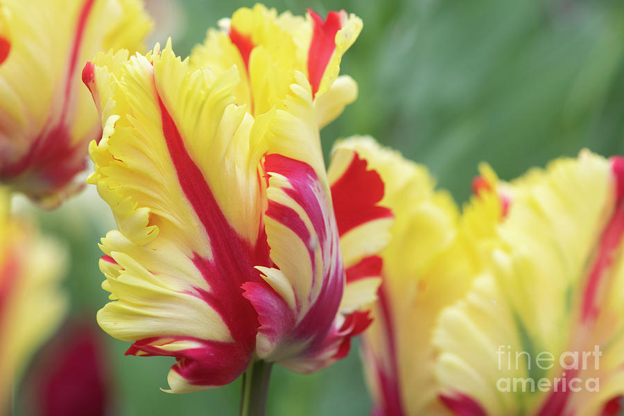 Tulip Flaming Parrot Flower in Spring Photograph by Tim Gainey
