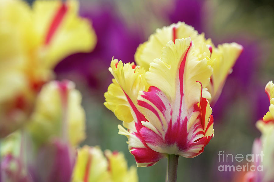 Tulip Flaming Parrot Photograph by Tim Gainey