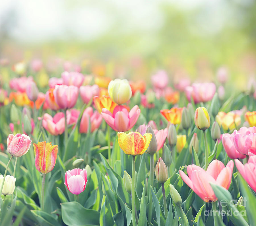Tulip flowers meadow. Spring nature background Photograph by Svetlana ...