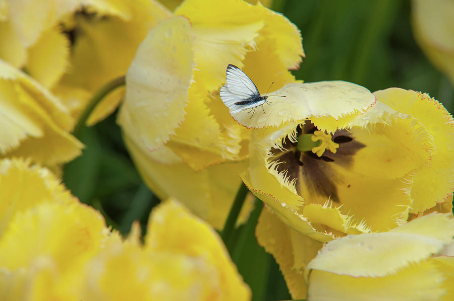 Tulip Fringed Elegance with Cabbage White Butterfly  Photograph by Jenny Rainbow