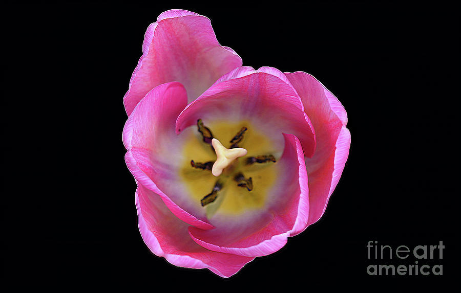 Tulip from the Top by Patti Whitten Tulip from the Top by Patti Whitten