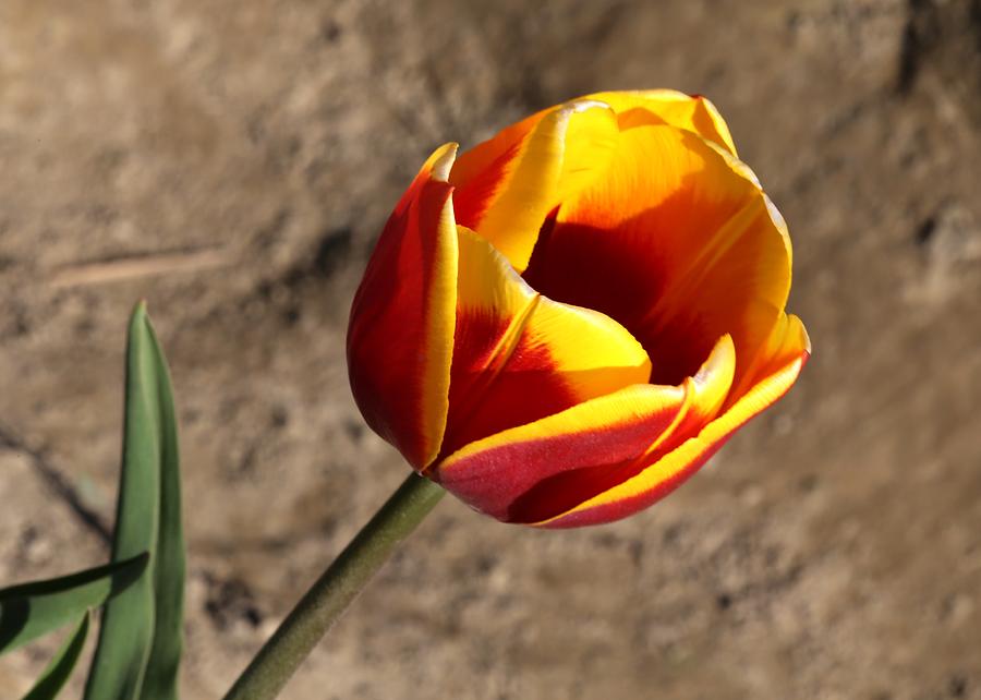 Flower Photograph - Tulip by Galina Kolpatcheva