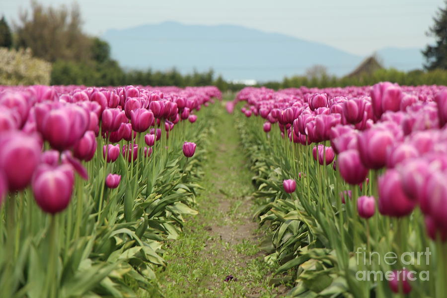 Tulip Photograph - Tulip Garden by Eddie Hernandez Tulip Photograph - Tulip Garden by Eddie Hernandez