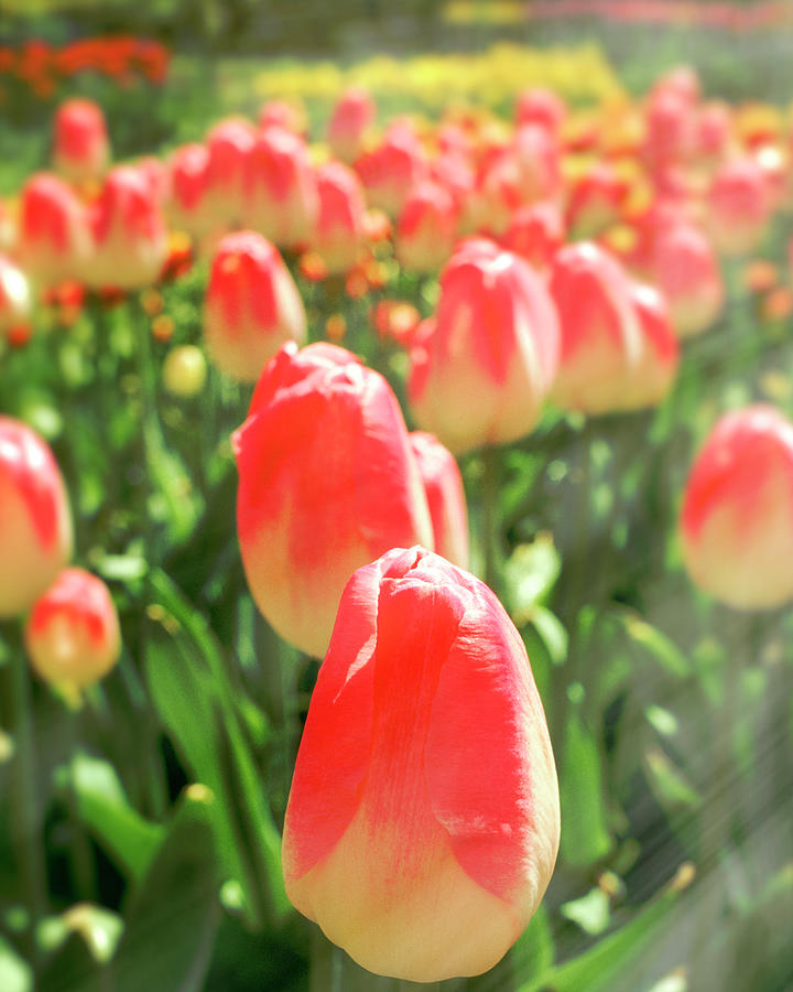 Tulip Heaven Photograph