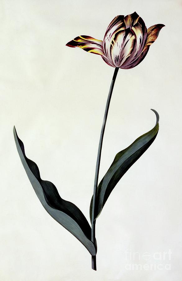 Tulip Drawing by Heritage Images