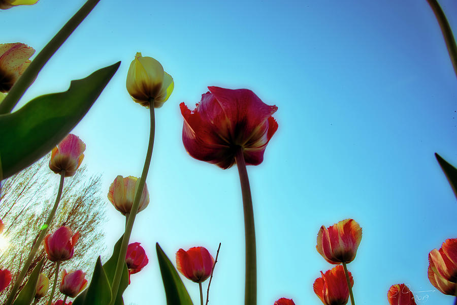 Tulip Holland Michigan 88 Photograph by Evie Carrier