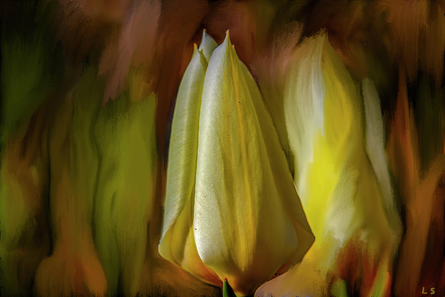 Tulip #i7 Photograph