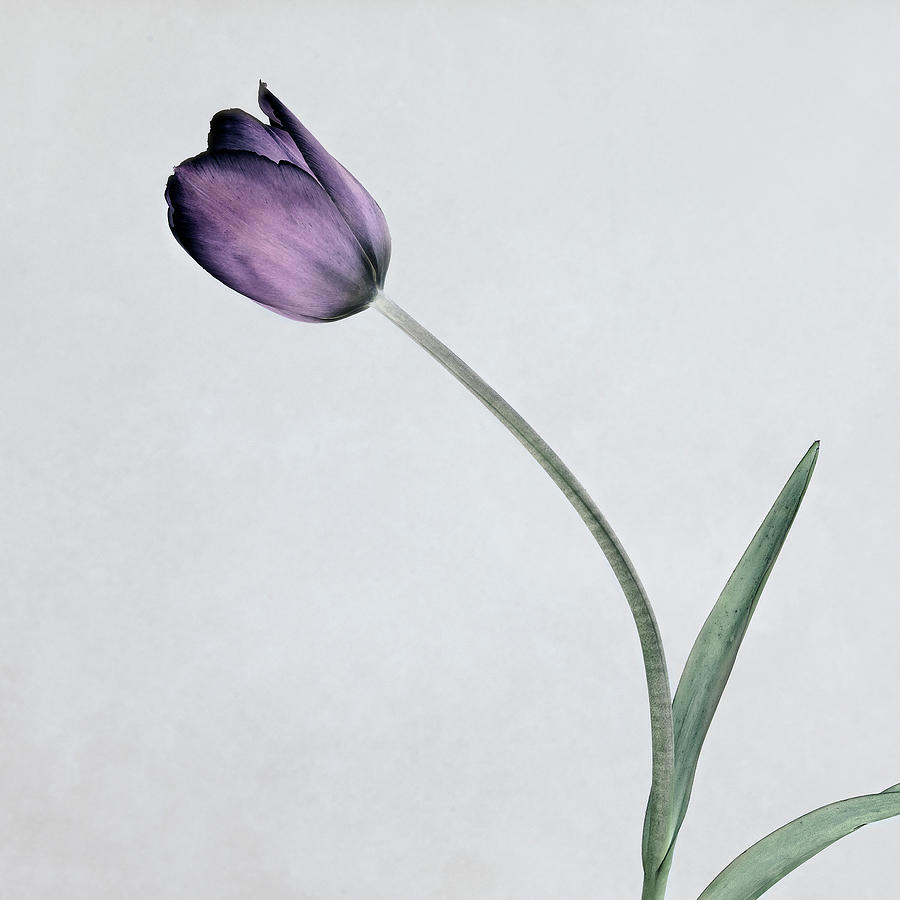 Tulip II Mixed Media by Symposium Design - Pixels