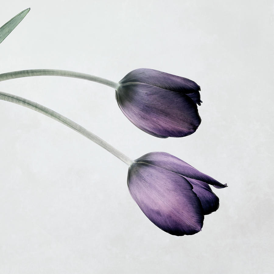 Tulip Flower Mixed Media - Tulip IIi by Symposium Design