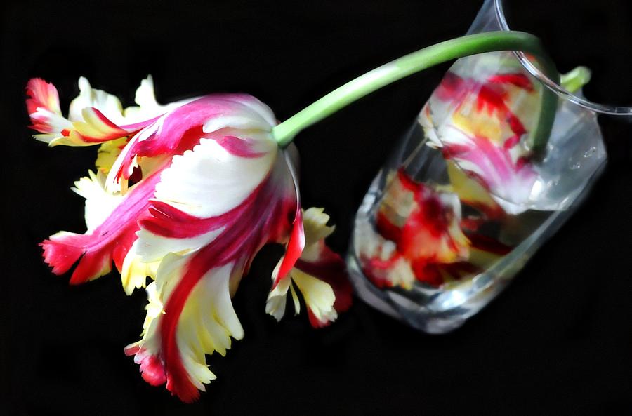Tulip In Glass Photograph by Diana Lee Angstadt