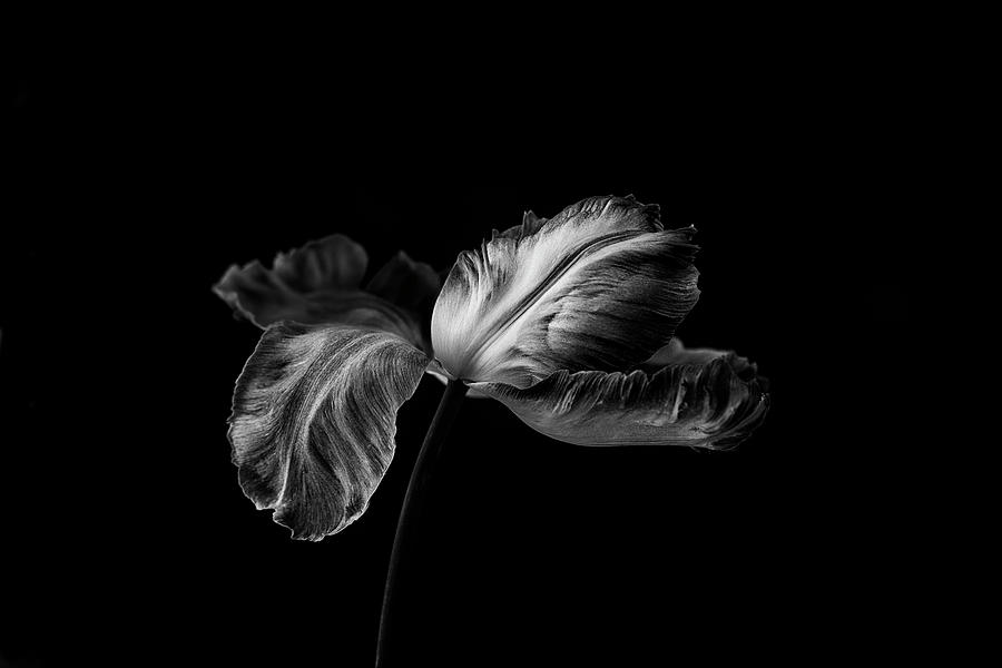 Tulip In Mono Photograph by Lotte Grnkjr