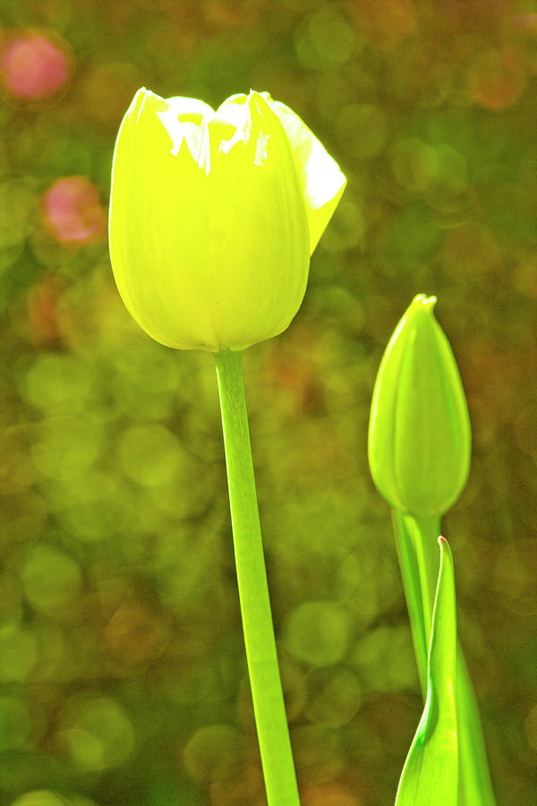 Tulip in the Morning Sun by SL Ernst Tulip in the Morning Sun by SL Ernst