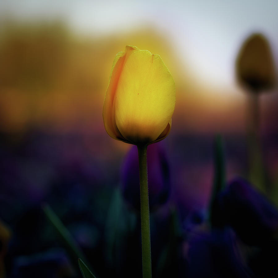 Tulip in the morning twilight Photograph by Jenco van Zalk