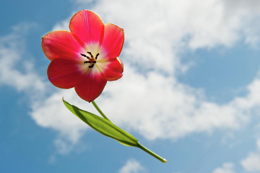 Tulip in the Sky ii Photograph by Helen Jackson