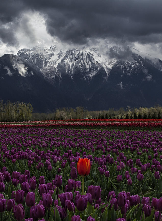 Spring Photograph - Tulip In Vancouver, Canada by Leon U