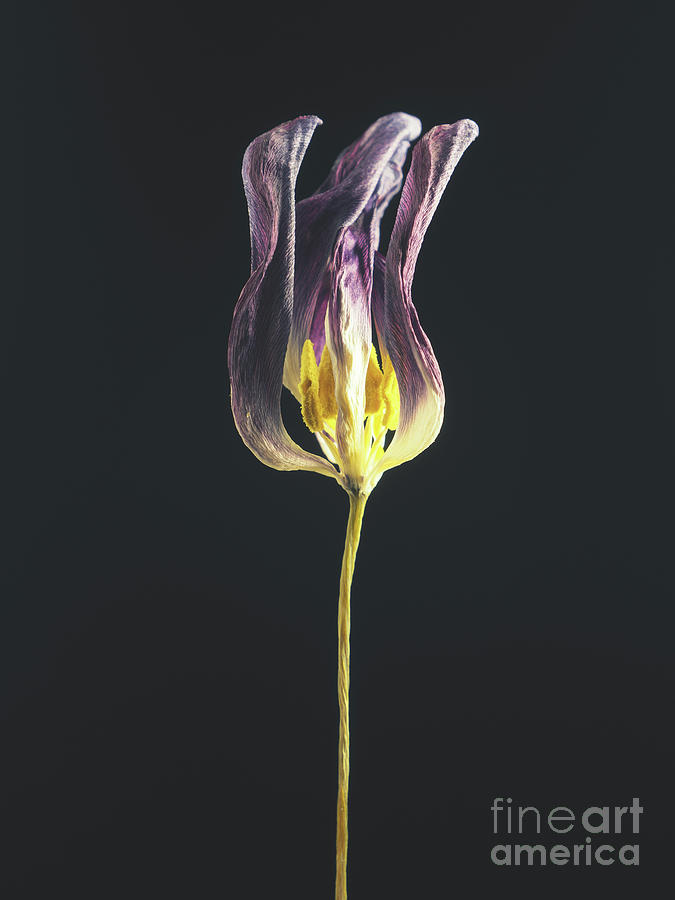 Tulip IV Photograph by Andreas Berheide