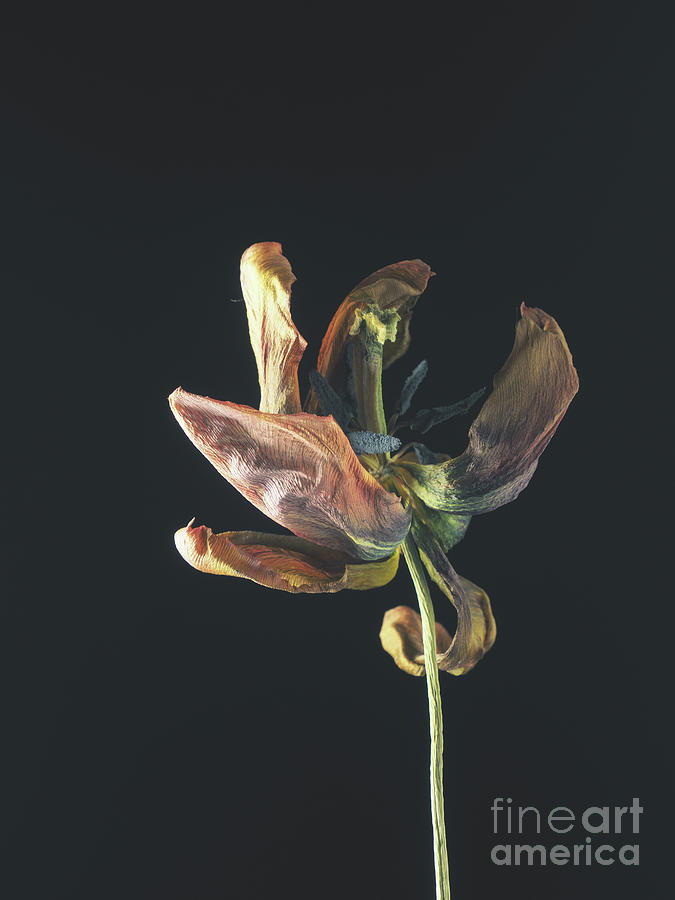 Tulip IX Photograph by Andreas Berheide