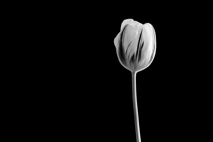 Tulip by John Rodrigues Tulip by John Rodrigues