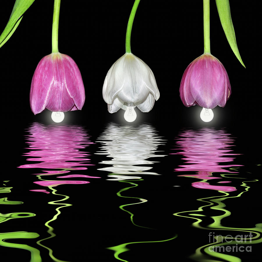 Tulip Lanterns Reflecting By Kaye Menner Photograph