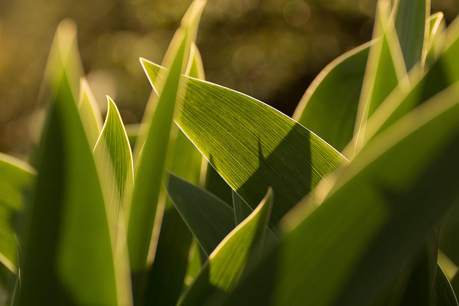 Tulip Leaves Photograph by Martin Vorel Minimalist Photography