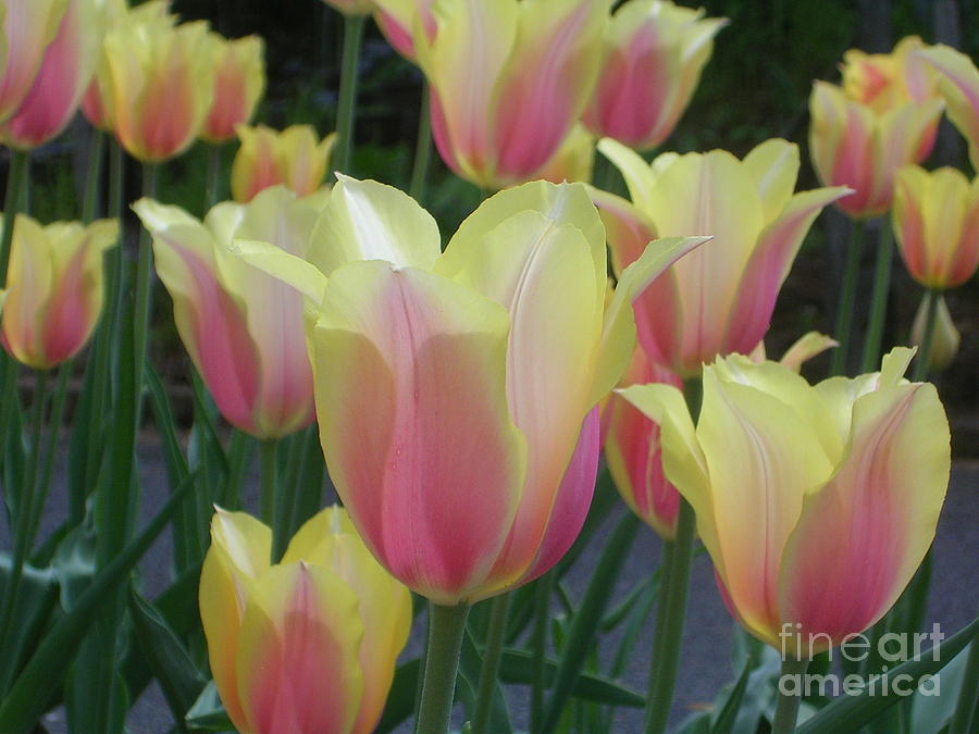 Tulip Photograph - Tulip Love by Lisa Venable Tulip Photograph - Tulip Love by Lisa Venable