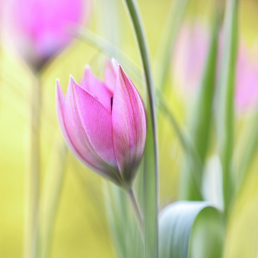 Tulip Photograph by Mandy Disher