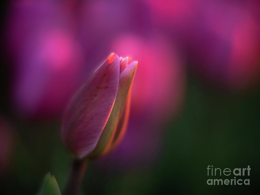 Tulip Meditation In Purple Photograph